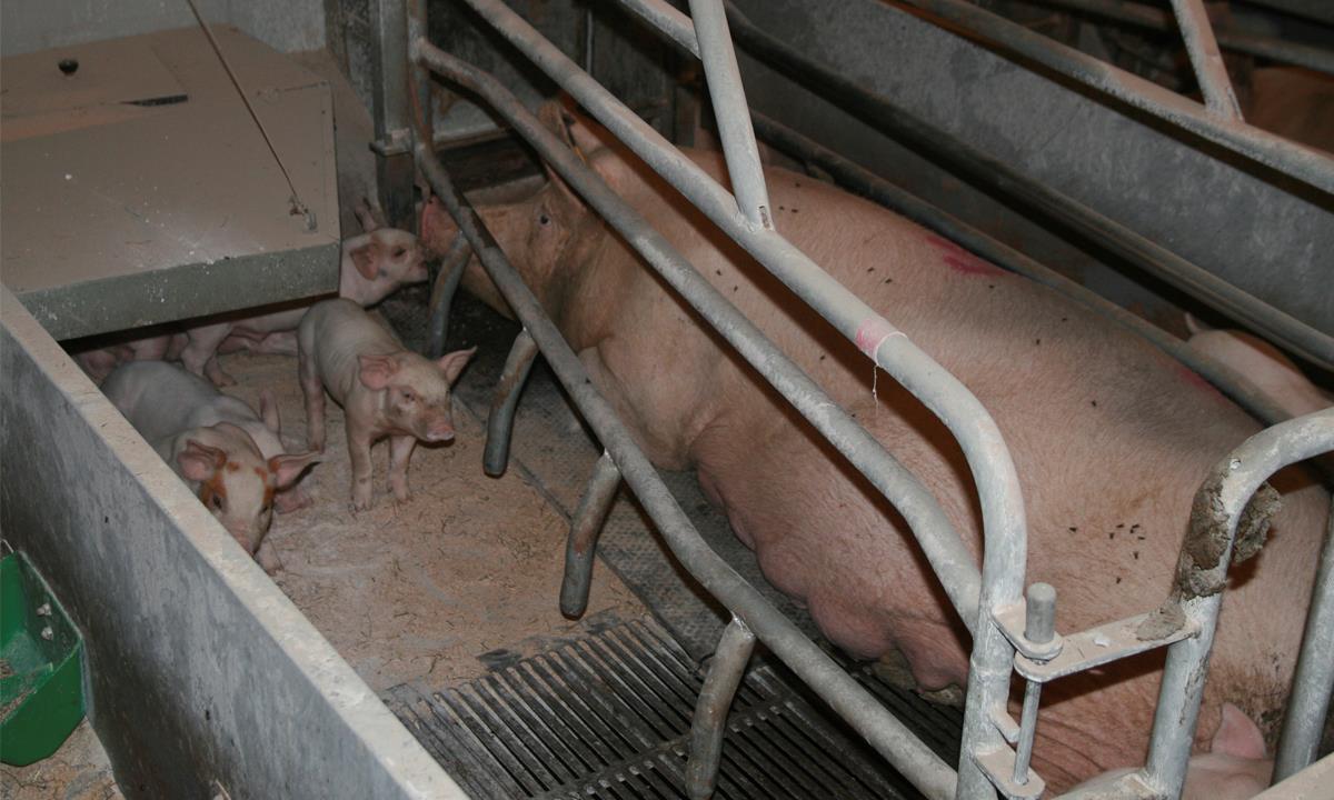 Rubber mats for farrowing crates from AAG. High quality